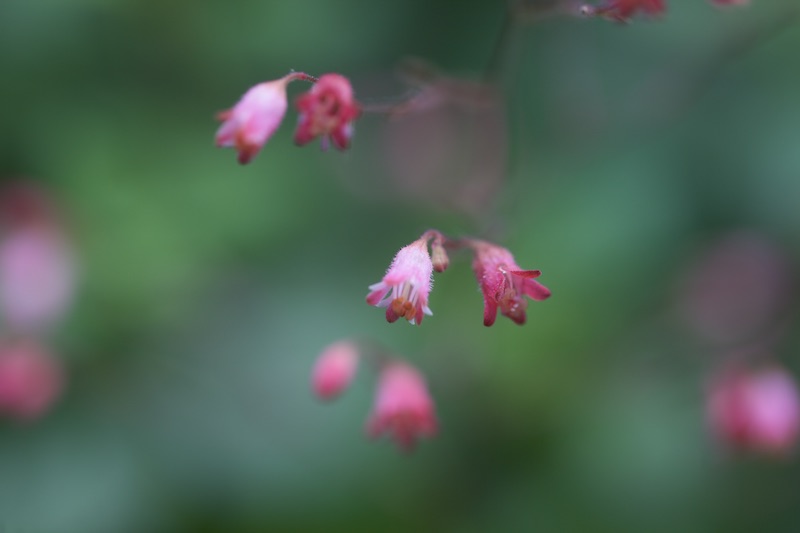 Dans les jardins de l’Hôtel d’Ulmo – annima.fr